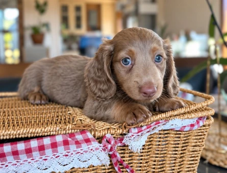 ISABELLA TAN LONGHAIR DACHSHUND - 9407
