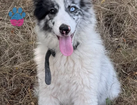 Border collie - 9408 - Görsel 2
