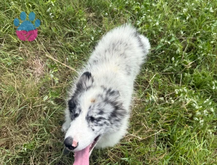 Border collie - 9408 - Görsel 3