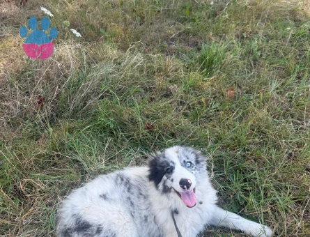 Border collie - 9408 - Görsel 5