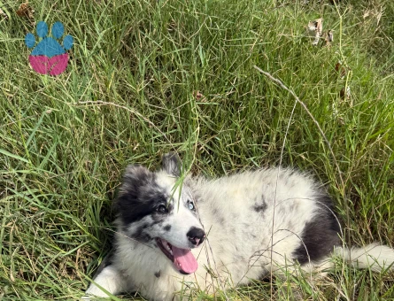 Border collie - 9408 - Görsel 4