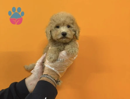 BABYFACE MALTİPOO YAVRULARIMIZ - 9409