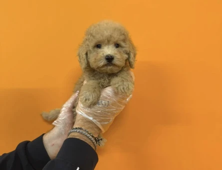 BABYFACE MALTİPOO YAVRULARIMIZ - 9409