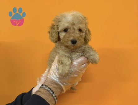 BABYFACE MALTİPOO YAVRULARIMIZ - 9409 - Görsel 5