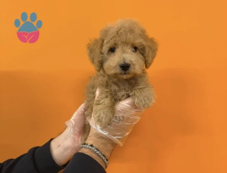 BABYFACE MALTİPOO YAVRULARIMIZ - 9409 - Görsel 3