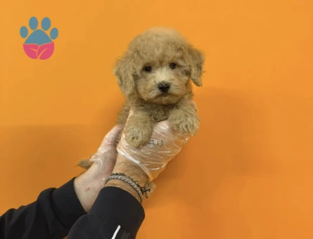 BABYFACE MALTİPOO YAVRULARIMIZ - 9409 - Görsel 4