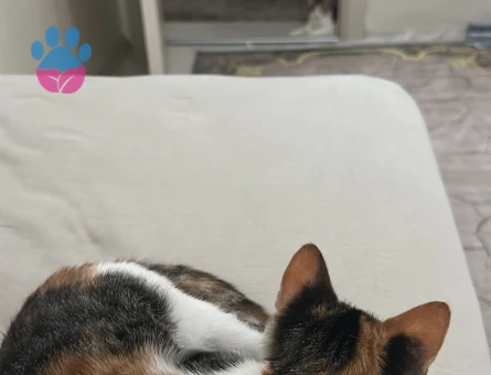 2 aylık yavru tekir kedi için aile arıyorum - 9411 - Görsel 2