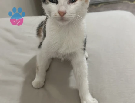 2 aylık yavru tekir kedi için aile arıyorum - 9411 - Görsel 5