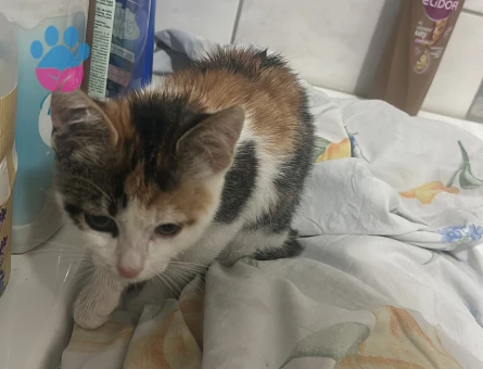 2 aylık yavru tekir kedi için aile arıyorum - 9411 - Görsel 3