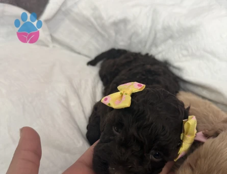 Orj toy poodle 2 aylık - 9412 - Görsel 3
