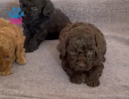 Orj toy poodle 2 aylık - 9412