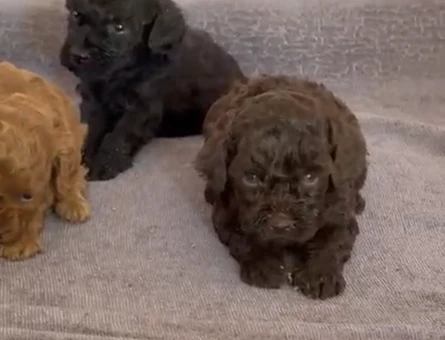 Orj toy poodle 2 aylık - 9412