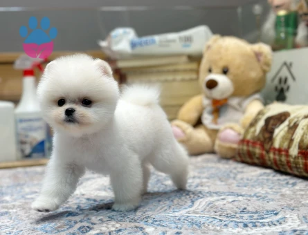 TEDDY BEAR POMERANIAN BOO YAVRULARI - 9415 - Görsel 3