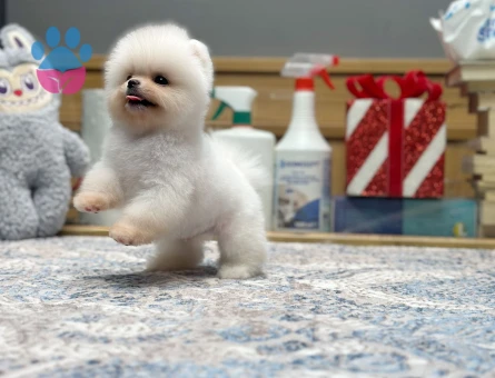 TEDDY BEAR POMERANIAN BOO YAVRULARI - 9415