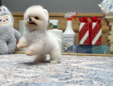 TEDDY BEAR POMERANIAN BOO YAVRULARI - 9415