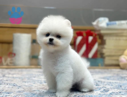 TEDDY BEAR POMERANIAN BOO YAVRULARI - 9415 - Görsel 4
