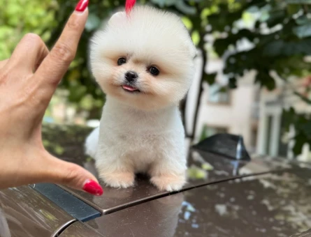 AYICIK SURAT POMERANIAN BOO YAVRULARI MUHTEŞEM GÜZELLİK DE - 9416