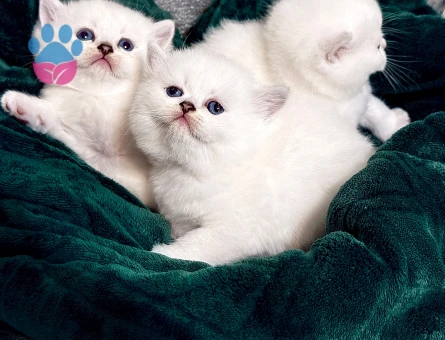 British Shorthair 2 Aylık Yuva Arıyor - 9419 - Görsel 2