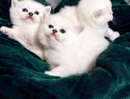 British Shorthair 2 Aylık Yuva Arıyor - 9419