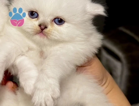 British Shorthair 2 Aylık Yuva Arıyor - 9419 - Görsel 3