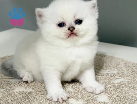 British Shorthair 2 Aylık Yuva Arıyor - 9419 - Görsel 4