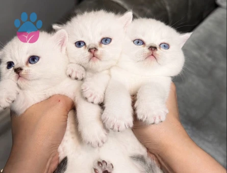 British Shorthair 2 Aylık Yuva Arıyor - 9419 - Görsel 5
