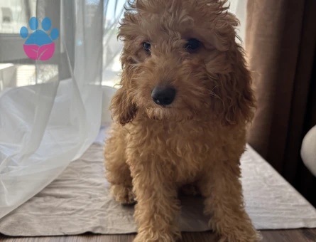 5 aylık toy poodle - 9420
