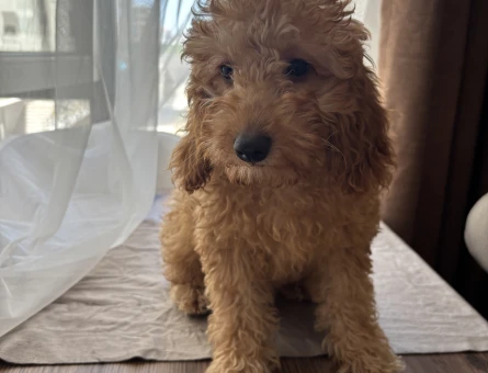 5 aylık toy poodle - 9420