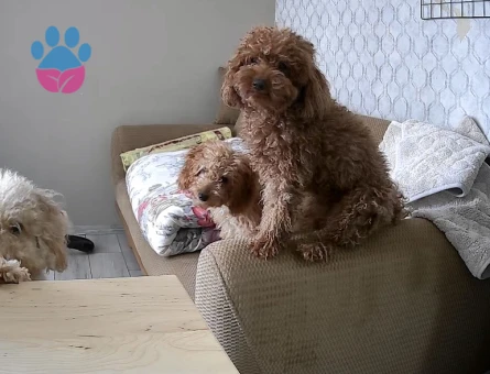 5 aylık toy poodle - 9420 - Görsel 3