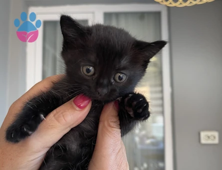 British Shorthair Yuva Arıyor - 9422 - Görsel 2