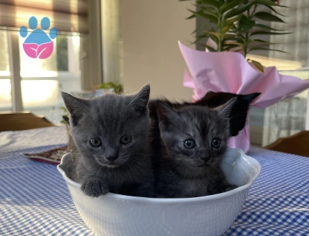 British Shorthair Yuva Arıyor - 9422 - Görsel 3