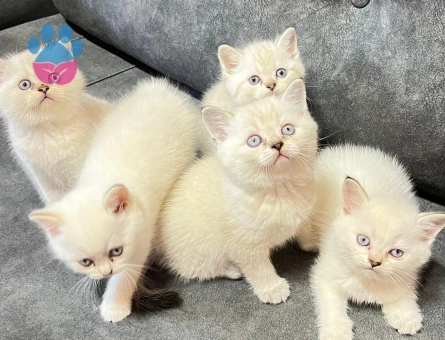British Shorthair Güzel Çocuklarım yuva arıyor - 9423 - Görsel 3