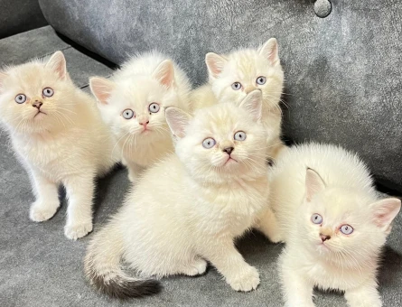 British Shorthair Güzel Çocuklarım yuva arıyor - 9423