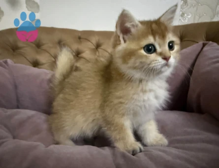 British Shorthair 2 Aylık Yuva Arıyor - 9425 - Görsel 4