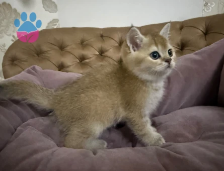 British Shorthair 2 Aylık Yuva Arıyor - 9425 - Görsel 3