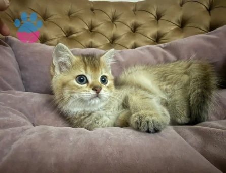 British Shorthair 2 Aylık Yuva Arıyor - 9425 - Görsel 5