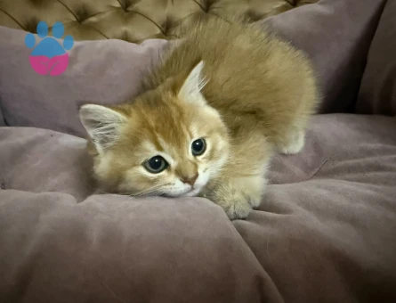 British Shorthair 2 Aylık Yuva Arıyor - 9425 - Görsel 2