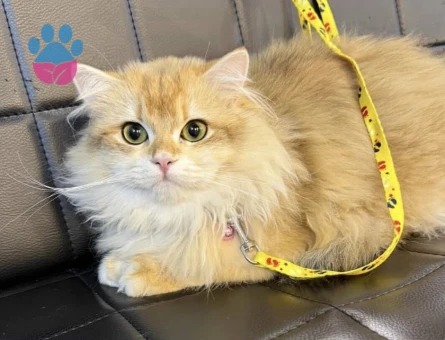 BRİTİSH GOLDEN LONGHAİR KEDİ 10 AYLIK - 9430