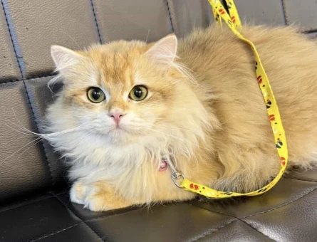 BRİTİSH GOLDEN LONGHAİR KEDİ 10 AYLIK - 9430