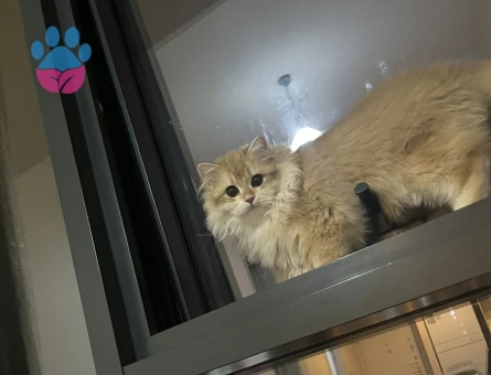 BRİTİSH GOLDEN LONGHAİR KEDİ 10 AYLIK - 9430 - Görsel 3
