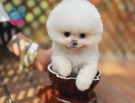 Çitflikten Özel Kore Pomeranian Yavruları - 9431