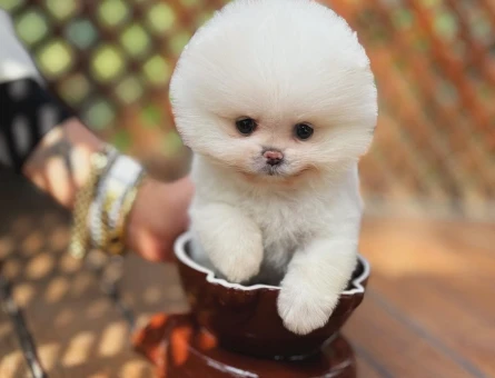 Çitflikten Özel Kore Pomeranian Yavruları - 9431