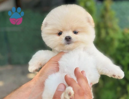 ORJINAL TEDDY BEAR POMERİNAN YAVRULAR - 9432 - Görsel 4