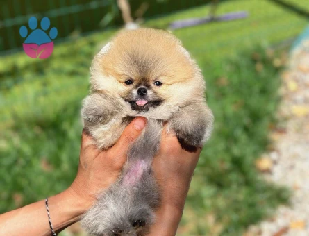 ORJINAL TEDDY BEAR POMERİNAN YAVRULAR - 9432 - Görsel 3