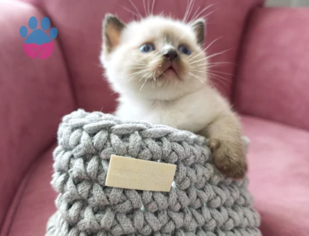 British shorthair 10 Aylık - 9437 - Görsel 2