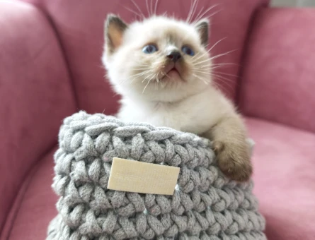 British shorthair 10 Aylık - 9437