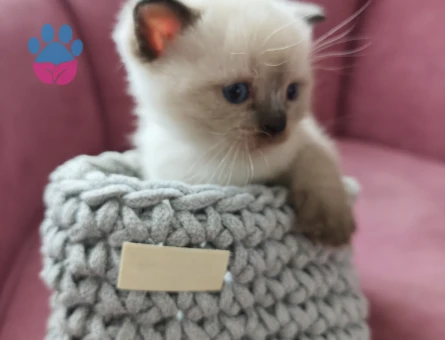 British shorthair 10 Aylık - 9437 - Görsel 3