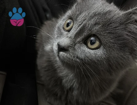 Dik kulak kırma british kedi 25 aylık - 9439 - Görsel 2