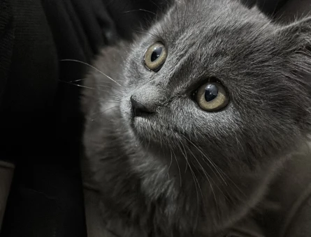 Dik kulak kırma british kedi 2.5 aylık - 9439