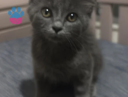 Dik kulak kırma british kedi 25 aylık - 9439 - Görsel 3